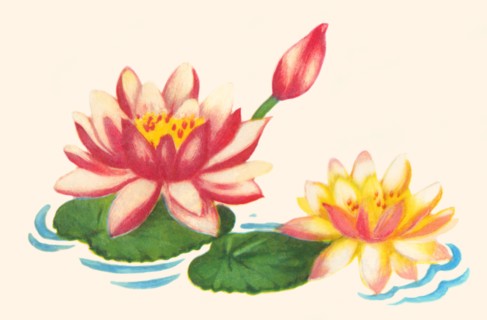 Water Lilies 1935