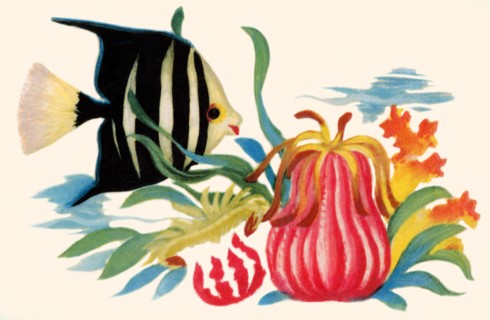 Tropical Angel Fish 1935
