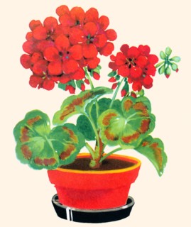 Geranium 1935