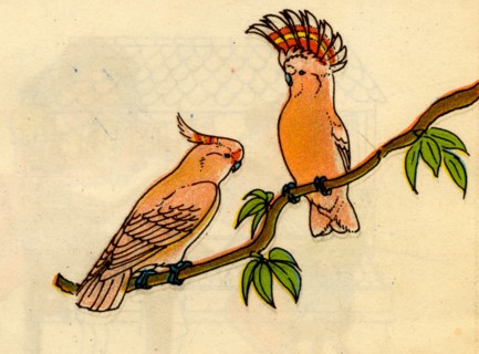 Parrots