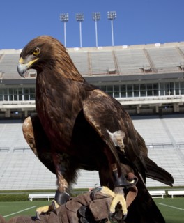 Auburn mascot Bald Eagle 2010