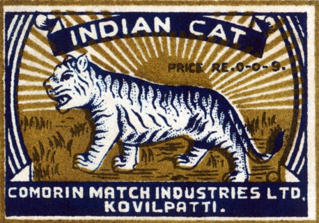 Indian Cat
