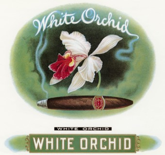 White Orchid