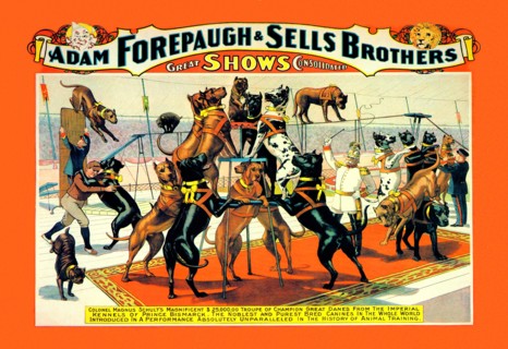 Troupe of Champion Great Danes: Adam Forepaugh and Sells Brothers Great Shows Consolidated 1900