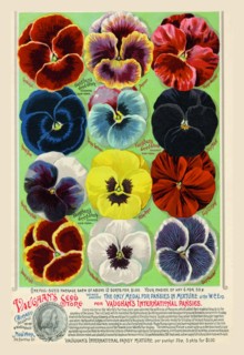 Vaughan's Seed Store - Pansies