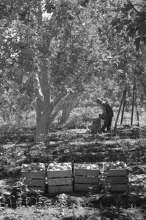 Harvesting Pears 1939