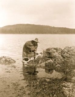Gathering abalones--Nakoaktok 1910