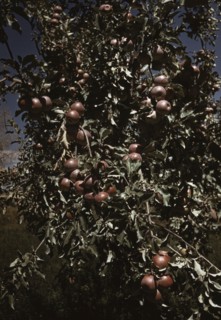 Peaches on a tree, orchard in Delta County, Colo. 1940