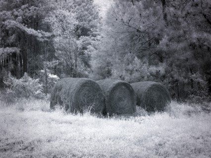 Rural scene in Alabama 2010