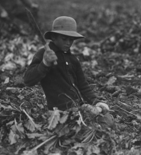 Beet Farming outside of Fort Collins, CO 1915