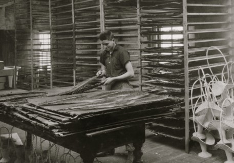 Sorting cycas leaves, Boston Floral Supply Co. 1917