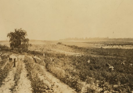 Strawberry Fields 1909