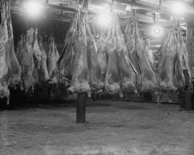 Abattoir with Bodies of Beef Hanging in Freezer 1923