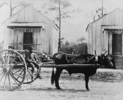 Black ox-team, Thomasville, Georgia. 1886