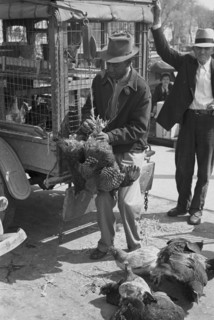 African American Weighing chickens in produce market, San Antonio, Texas 1938