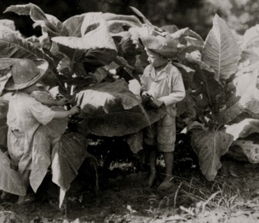 Worming and suckering tobacco 1916