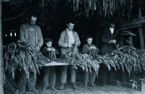 Family stripping tobacco.  1917