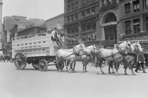Borden Dairies enter a Horse Drawn Wagon in the Work Horse Parade 1908