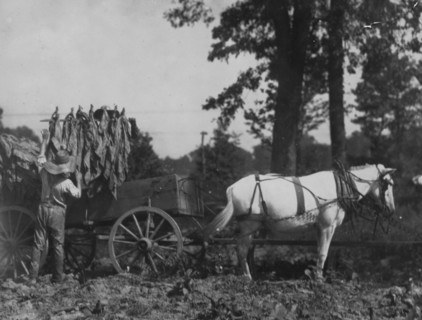 Boy 18 years old and father A.W. Galloway, loading tobacco.  1916