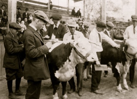 Boys judging prize heifers at 4 H Club Fair at Charleston, W. Va 1921