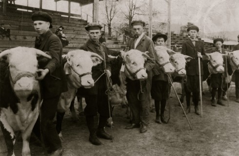 Boys judging prize heifers at 4 H Club Fair at Charleston, W. Va 1921