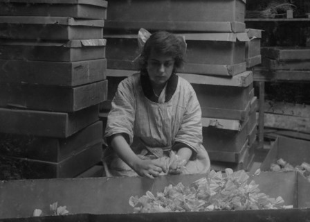 Corrinne Le May, 15 years old, bunching sweet peas at the Boston Floral Supply Co.,  1917