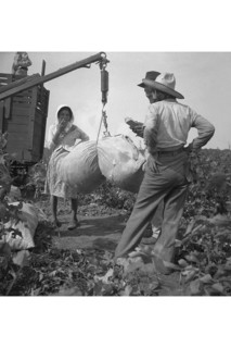 Cotton weighing 1936