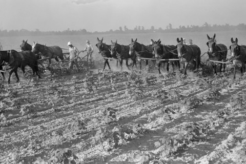 Cultivating cotton 1938
