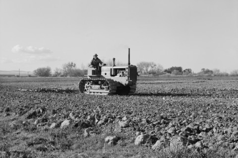 Cultivating potato field 1939