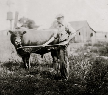 Dairyman in Kentucky with a cow 1917
