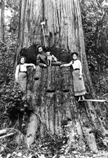 Family Fortune 1920