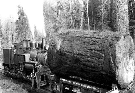 Desecrated Fir 1920