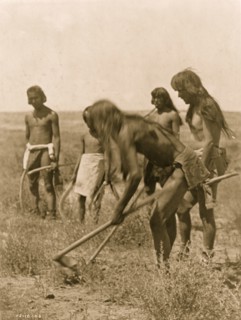 Digging out the snakes 1907