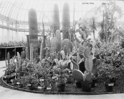 Central Park Cactus Show