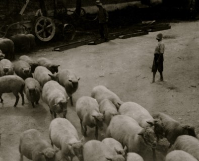 Driving boy driving sheep into the sheep pens at Carlisle. 1916