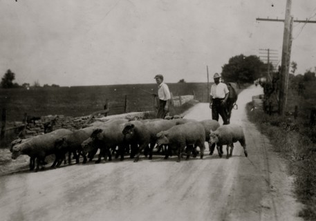 Driving sheep to town. Gartland boy (did not get first name) Mother runs the Farmers Hotel,  1916