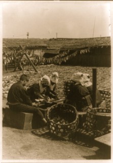 Drying Fish in Japan