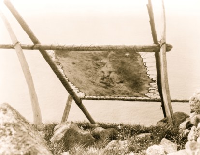 Drying walrus hide, Diomede, Alaska 1929
