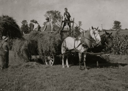 Eight-year old Jack driving load of hay 1915