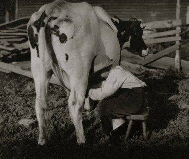 Eight-year old Jack milking the cows 1915