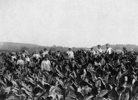 Field-workers, Goodrich Tobacco Farm, near Gildersleeve, 1917