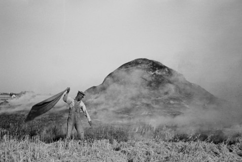 Fighting fire of rice straw stack in rice field near Crowley, Louisiana 1938
