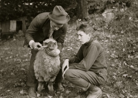Forest Kellison, 4 H Club member treating his sheep for internal parasites under direction of Harold Willey, Farm Bureau Agent.  1921