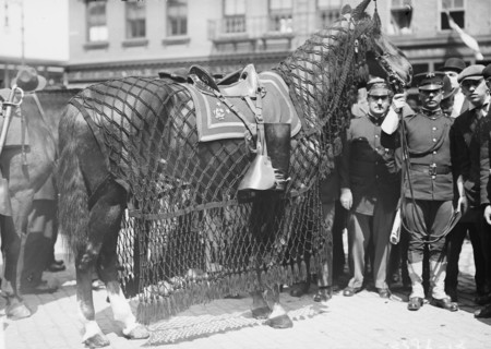 General Grant's Horse 1910