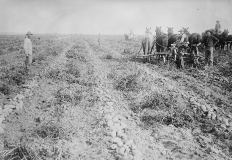 Harvesting in Potato field, Colorado