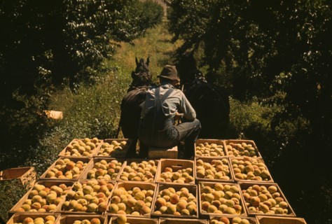 Hauling crates of peaches from the orchard to the shipping shed, Delta County, Colo. 1940