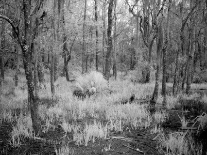 Blakeley State Park, scene of the last major battle of the Civil War 2010