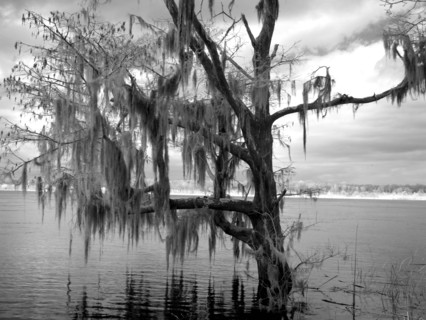 Blakeley State Park, scene of the last major battle of the Civil War 2010