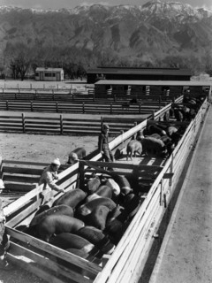 Hog farm 1943