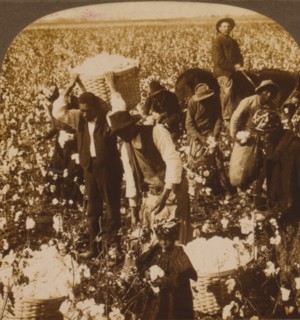 In the domain of King Cotton, near Dallas, Texas 1907